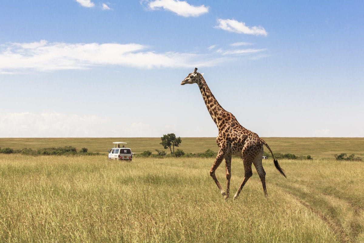 Safari v Nairobi, Keňa, Afrika