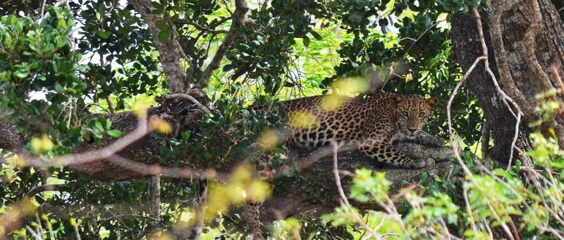 Leopard, Srí Lanka