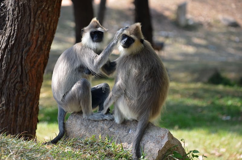 Opice na Srí Lance