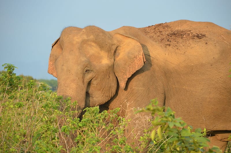Srí Lanka, Národní park Udawalawe