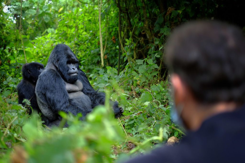 gorila ve rwandě