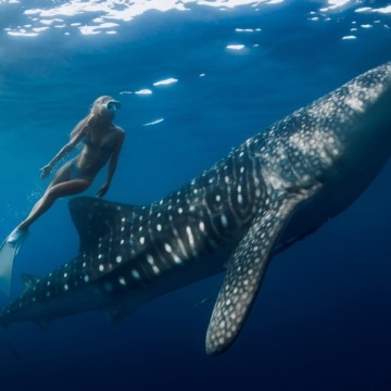 Freediver,Woman,Dives,With,Whale,Shark,In,Blue,Ocean.,Snorkeling 7 důvodů, proč ti doporučíme ostrov Cebu + 5* letenky za 18 790 Kč
