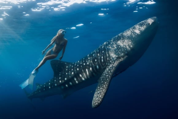 Freediver,Woman,Dives,With,Whale,Shark,In,Blue,Ocean.,Snorkeling 7 důvodů, proč ti doporučíme ostrov Cebu + 5* letenky za 18 790 Kč