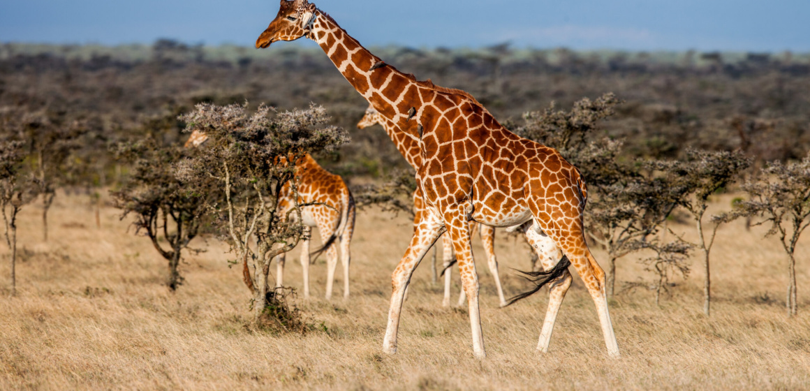 African giraffe in savannah. These graceful and pretty animals are herbivores Senegal se vrací do Bratislavy. Od podzimu bude africký ráj dostupný přímým letem