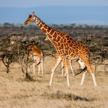 African giraffe in savannah. These graceful and pretty animals are herbivores Senegal se vrací do Bratislavy. Od podzimu bude africký ráj dostupný přímým letem