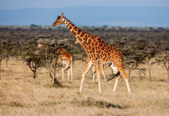 African giraffe in savannah. These graceful and pretty animals are herbivores Senegal se vrací do Bratislavy. Od podzimu bude africký ráj dostupný přímým letem